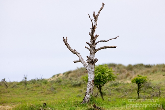 Landscape_Amsterdamse_Waterleidingduinen_nature_Amsterdam_Netherlands_Photography_090_Canon_EOS_5D_Mark_IV.JPG
