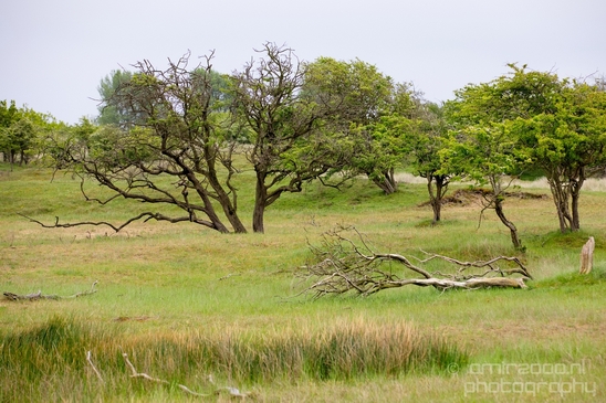 Landscape_Amsterdamse_Waterleidingduinen_nature_Amsterdam_Netherlands_Photography_091_Canon_EOS_5D_Mark_IV.JPG