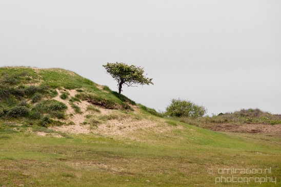 Landscape_Amsterdamse_Waterleidingduinen_nature_Amsterdam_Netherlands_Photography_092_Canon_EOS_5D_Mark_IV.JPG