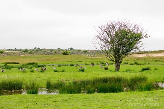 Landscape_Amsterdamse_Waterleidingduinen_nature_Amsterdam_Netherlands_Photography_093_Canon_EOS_5D_Mark_IV.JPG