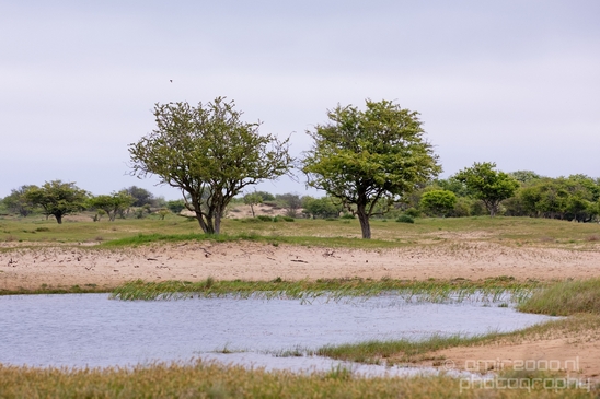 Landscape_Amsterdamse_Waterleidingduinen_nature_Amsterdam_Netherlands_Photography_095_Canon_EOS_5D_Mark_IV.JPG