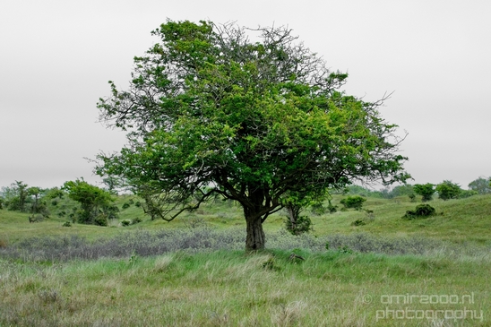 Landscape_Amsterdamse_Waterleidingduinen_nature_Amsterdam_Netherlands_Photography_097_Canon_EOS_5D_Mark_IV.JPG