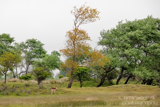Landscape_Amsterdamse_Waterleidingduinen_nature_Amsterdam_Netherlands_Photography_098_Canon_EOS_5D_Mark_IV.JPG