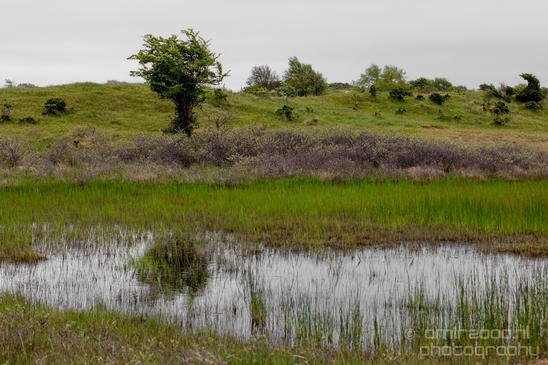 Landscape_Amsterdamse_Waterleidingduinen_nature_Amsterdam_Netherlands_Photography_100_Canon_EOS_5D_Mark_IV.JPG