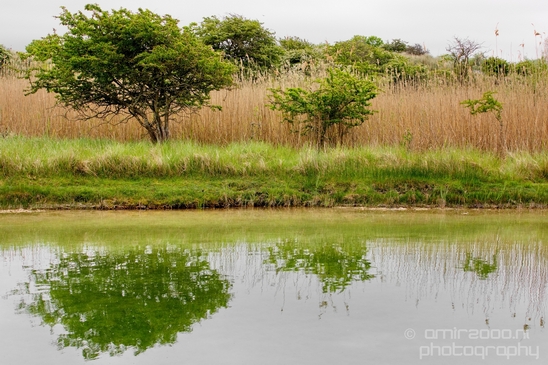Landscape_Amsterdamse_Waterleidingduinen_nature_Amsterdam_Netherlands_Photography_101_Canon_EOS_5D_Mark_IV.JPG