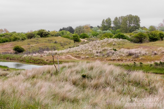 Landscape_Amsterdamse_Waterleidingduinen_nature_Amsterdam_Netherlands_Photography_102_Canon_EOS_5D_Mark_IV.JPG