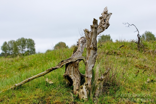Landscape_Amsterdamse_Waterleidingduinen_nature_Amsterdam_Netherlands_Photography_103_Canon_EOS_5D_Mark_IV.JPG