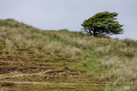 Landscape_Amsterdamse_Waterleidingduinen_nature_Amsterdam_Netherlands_Photography_104_Canon_EOS_5D_Mark_IV.JPG