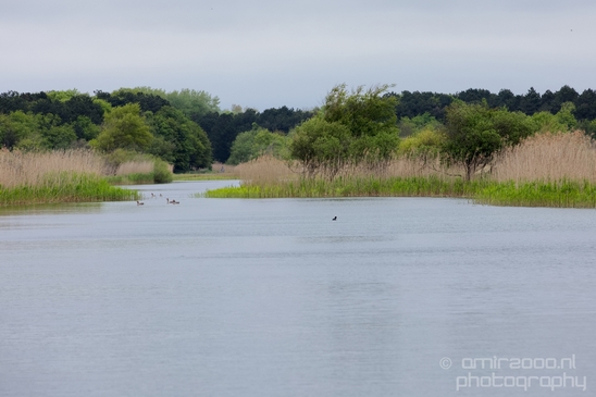 Landscape_Amsterdamse_Waterleidingduinen_nature_Amsterdam_Netherlands_Photography_105_Canon_EOS_5D_Mark_IV.JPG