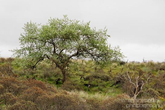 Landscape_Amsterdamse_Waterleidingduinen_nature_Amsterdam_Netherlands_Photography_106_Canon_EOS_5D_Mark_IV.JPG