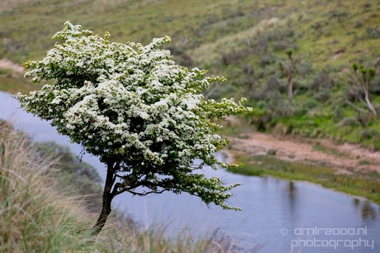 Landscape_Amsterdamse_Waterleidingduinen_nature_Amsterdam_Netherlands_Photography_108_Canon_EOS_5D_Mark_IV.JPG