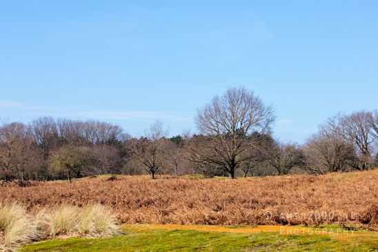Landscape_Amsterdamse_Waterleidingduinen_nature_Amsterdam_Netherlands_Photography_114_Canon_EOS_5D_Mark_IV.JPG