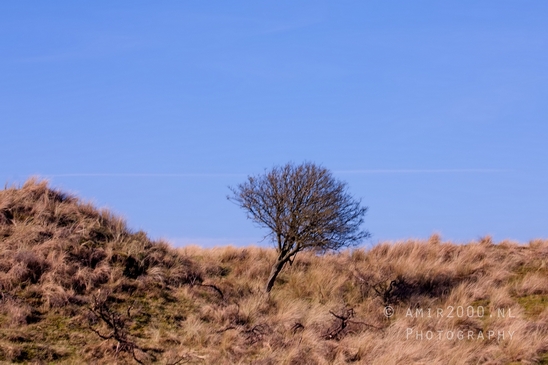 Landscape_Amsterdamse_Waterleidingduinen_nature_Amsterdam_Netherlands_Photography_115_Canon_EOS_5D_Mark_IV.JPG