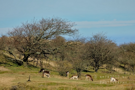 Landscape_Amsterdamse_Waterleidingduinen_nature_Amsterdam_Netherlands_Photography_116_Canon_EOS_5D_Mark_IV.JPG