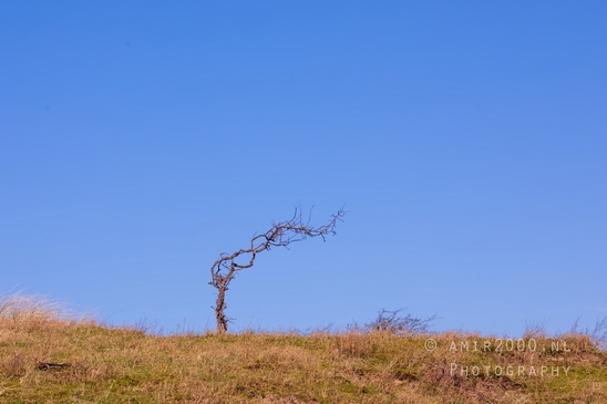 Landscape_Amsterdamse_Waterleidingduinen_nature_Amsterdam_Netherlands_Photography_117_Canon_EOS_5D_Mark_IV.JPG