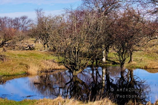 Landscape_Amsterdamse_Waterleidingduinen_nature_Amsterdam_Netherlands_Photography_118_Canon_EOS_5D_Mark_IV.JPG