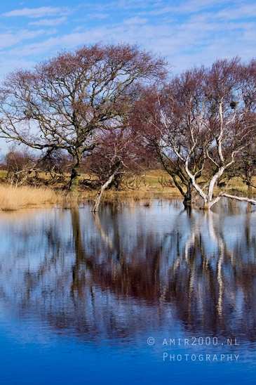 Landscape_Amsterdamse_Waterleidingduinen_nature_Amsterdam_Netherlands_Photography_120_Canon_EOS_5D_Mark_IV.JPG