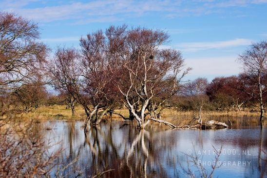 Landscape_Amsterdamse_Waterleidingduinen_nature_Amsterdam_Netherlands_Photography_122_Canon_EOS_5D_Mark_IV.JPG