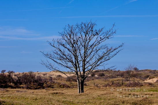 Landscape_Amsterdamse_Waterleidingduinen_nature_Amsterdam_Netherlands_Photography_126_Canon_EOS_5D_Mark_IV.JPG