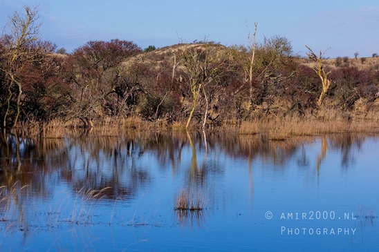 Landscape_Amsterdamse_Waterleidingduinen_nature_Amsterdam_Netherlands_Photography_127_Canon_EOS_5D_Mark_IV.JPG