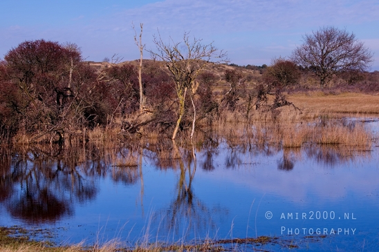 Landscape_Amsterdamse_Waterleidingduinen_nature_Amsterdam_Netherlands_Photography_128_Canon_EOS_5D_Mark_IV.JPG