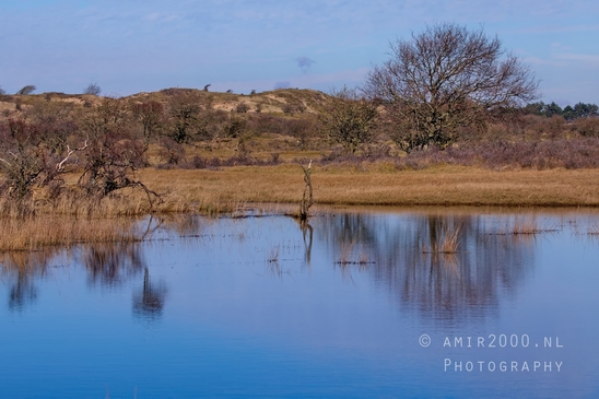 Landscape_Amsterdamse_Waterleidingduinen_nature_Amsterdam_Netherlands_Photography_129_Canon_EOS_5D_Mark_IV.JPG