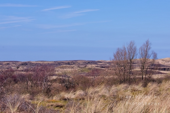 Landscape_Amsterdamse_Waterleidingduinen_nature_Amsterdam_Netherlands_Photography_132_Canon_EOS_5D_Mark_IV.JPG