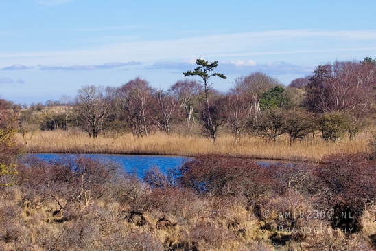 Landscape_Amsterdamse_Waterleidingduinen_nature_Amsterdam_Netherlands_Photography_133_Canon_EOS_5D_Mark_IV.JPG