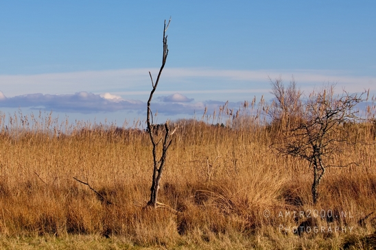 Landscape_Amsterdamse_Waterleidingduinen_nature_Amsterdam_Netherlands_Photography_134_Canon_EOS_5D_Mark_IV.JPG