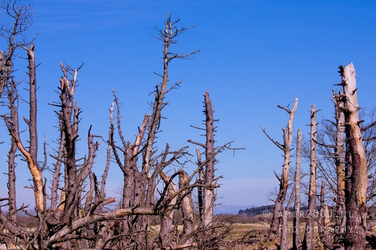 Landscape_Amsterdamse_Waterleidingduinen_nature_Amsterdam_Netherlands_Photography_135_Canon_EOS_5D_Mark_IV.JPG