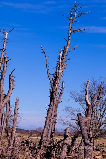 Landscape_Amsterdamse_Waterleidingduinen_nature_Amsterdam_Netherlands_Photography_136_Canon_EOS_5D_Mark_IV.JPG