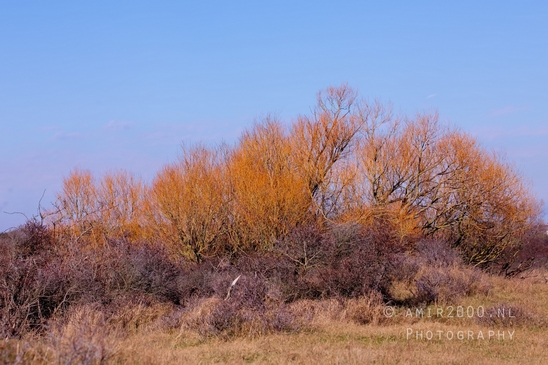 Landscape_Amsterdamse_Waterleidingduinen_nature_Amsterdam_Netherlands_Photography_139_Canon_EOS_5D_Mark_IV.JPG