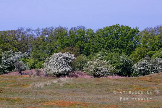 Landscape_Amsterdamse_Waterleidingduinen_nature_Amsterdam_Netherlands_Photography_145_Canon_EOS_5D_Mark_IV.JPG