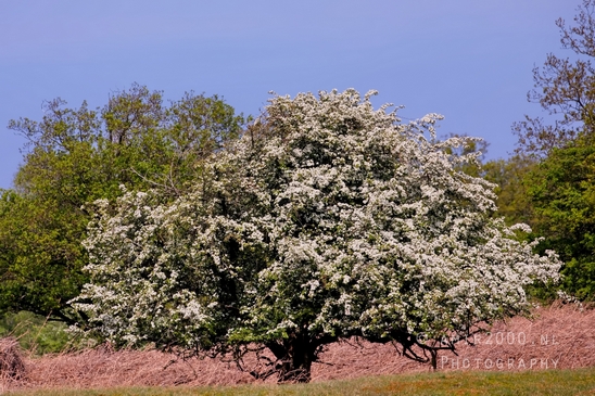 Landscape_Amsterdamse_Waterleidingduinen_nature_Amsterdam_Netherlands_Photography_147_Canon_EOS_5D_Mark_IV.JPG