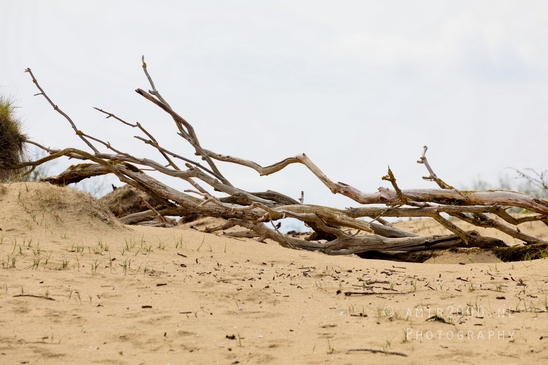 Landscape_Amsterdamse_Waterleidingduinen_nature_Amsterdam_Netherlands_Photography_148_Canon_EOS_5D_Mark_IV.JPG