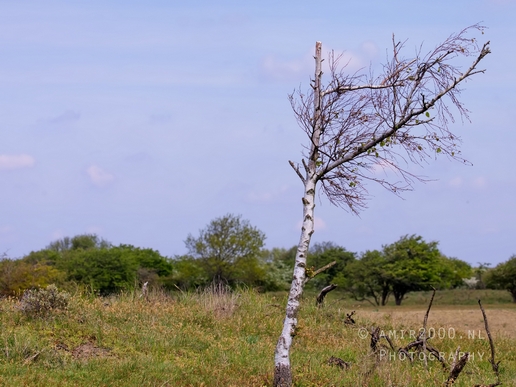 Landscape_Amsterdamse_Waterleidingduinen_nature_Amsterdam_Netherlands_Photography_150_Canon_EOS_5D_Mark_IV.JPG
