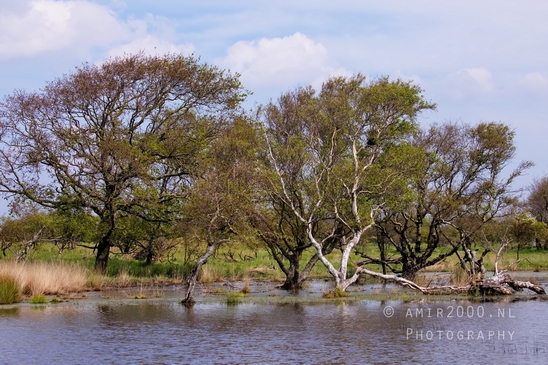 Landscape_Amsterdamse_Waterleidingduinen_nature_Amsterdam_Netherlands_Photography_154_Canon_EOS_5D_Mark_IV.JPG