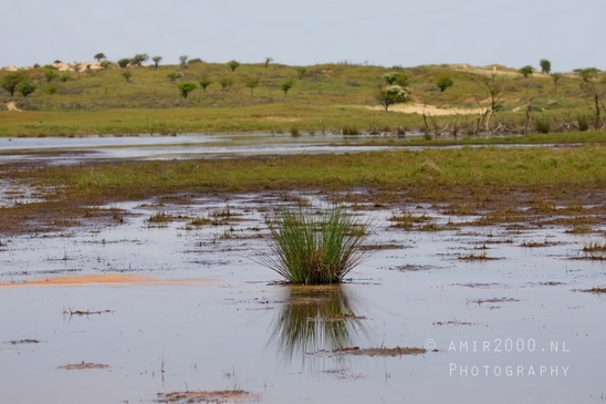 Landscape_Amsterdamse_Waterleidingduinen_nature_Amsterdam_Netherlands_Photography_155_Canon_EOS_5D_Mark_IV.JPG