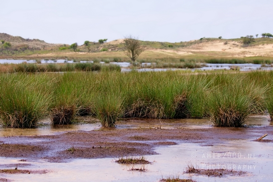 Landscape_Amsterdamse_Waterleidingduinen_nature_Amsterdam_Netherlands_Photography_156_Canon_EOS_5D_Mark_IV.JPG