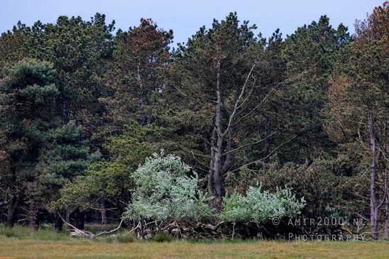 Landscape_Amsterdamse_Waterleidingduinen_nature_Amsterdam_Netherlands_Photography_157_Canon_EOS_5D_Mark_IV.JPG