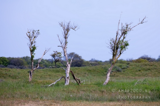 Landscape_Amsterdamse_Waterleidingduinen_nature_Amsterdam_Netherlands_Photography_158_Canon_EOS_5D_Mark_IV.JPG