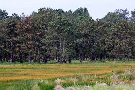 Landscape_Amsterdamse_Waterleidingduinen_nature_Amsterdam_Netherlands_Photography_159_Canon_EOS_5D_Mark_IV.JPG