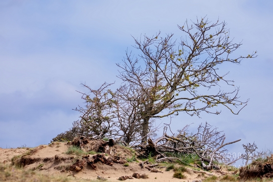 Landscape_Amsterdamse_Waterleidingduinen_nature_Amsterdam_Netherlands_Photography_160_Canon_EOS_5D_Mark_IV.JPG