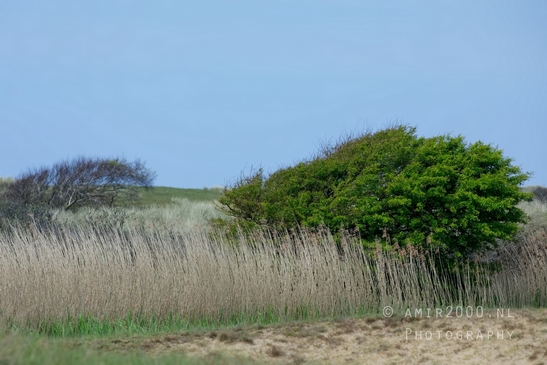Landscape_Amsterdamse_Waterleidingduinen_nature_Amsterdam_Netherlands_Photography_166_Canon_EOS_5D_Mark_IV.JPG