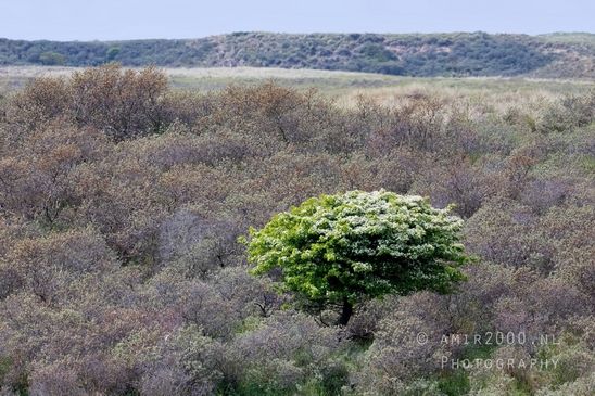 Landscape_Amsterdamse_Waterleidingduinen_nature_Amsterdam_Netherlands_Photography_168_Canon_EOS_5D_Mark_IV.JPG