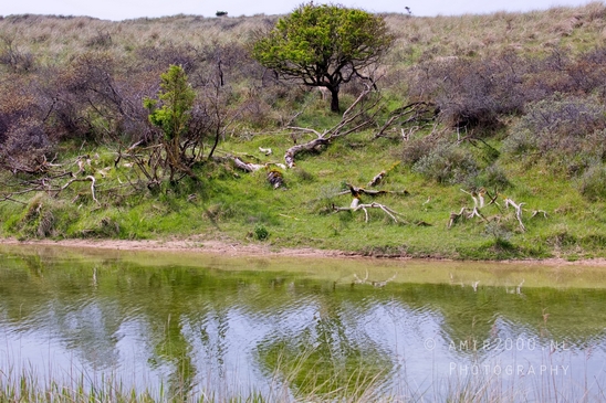 Landscape_Amsterdamse_Waterleidingduinen_nature_Amsterdam_Netherlands_Photography_169_Canon_EOS_5D_Mark_IV.JPG