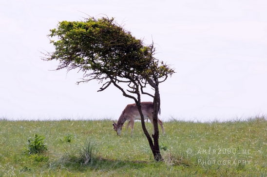 Landscape_Amsterdamse_Waterleidingduinen_nature_Amsterdam_Netherlands_Photography_170_Canon_EOS_5D_Mark_IV.JPG