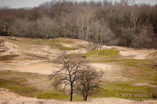 Landscape_Amsterdamse_Waterleidingduinen_nature_Amsterdam_Netherlands_Photography_173_Canon_EOS_5D_Mark_IV.JPG