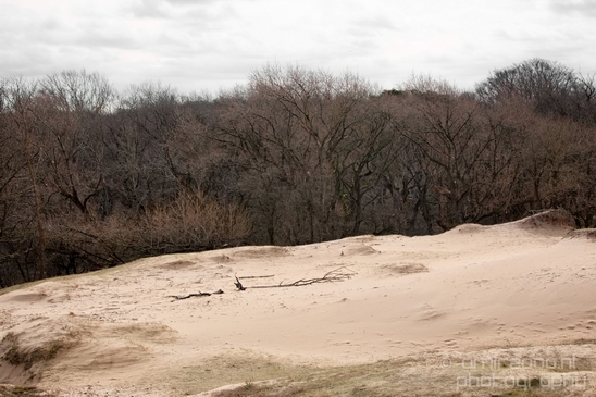 Landscape_Amsterdamse_Waterleidingduinen_nature_Amsterdam_Netherlands_Photography_174_Canon_EOS_5D_Mark_IV.JPG