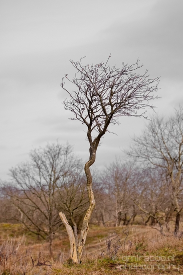 Landscape_Amsterdamse_Waterleidingduinen_nature_Amsterdam_Netherlands_Photography_176_Canon_EOS_5D_Mark_IV.JPG